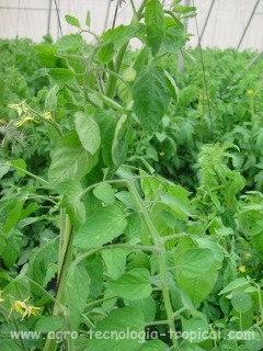 Deficiencia de hierro incipiente en tomate